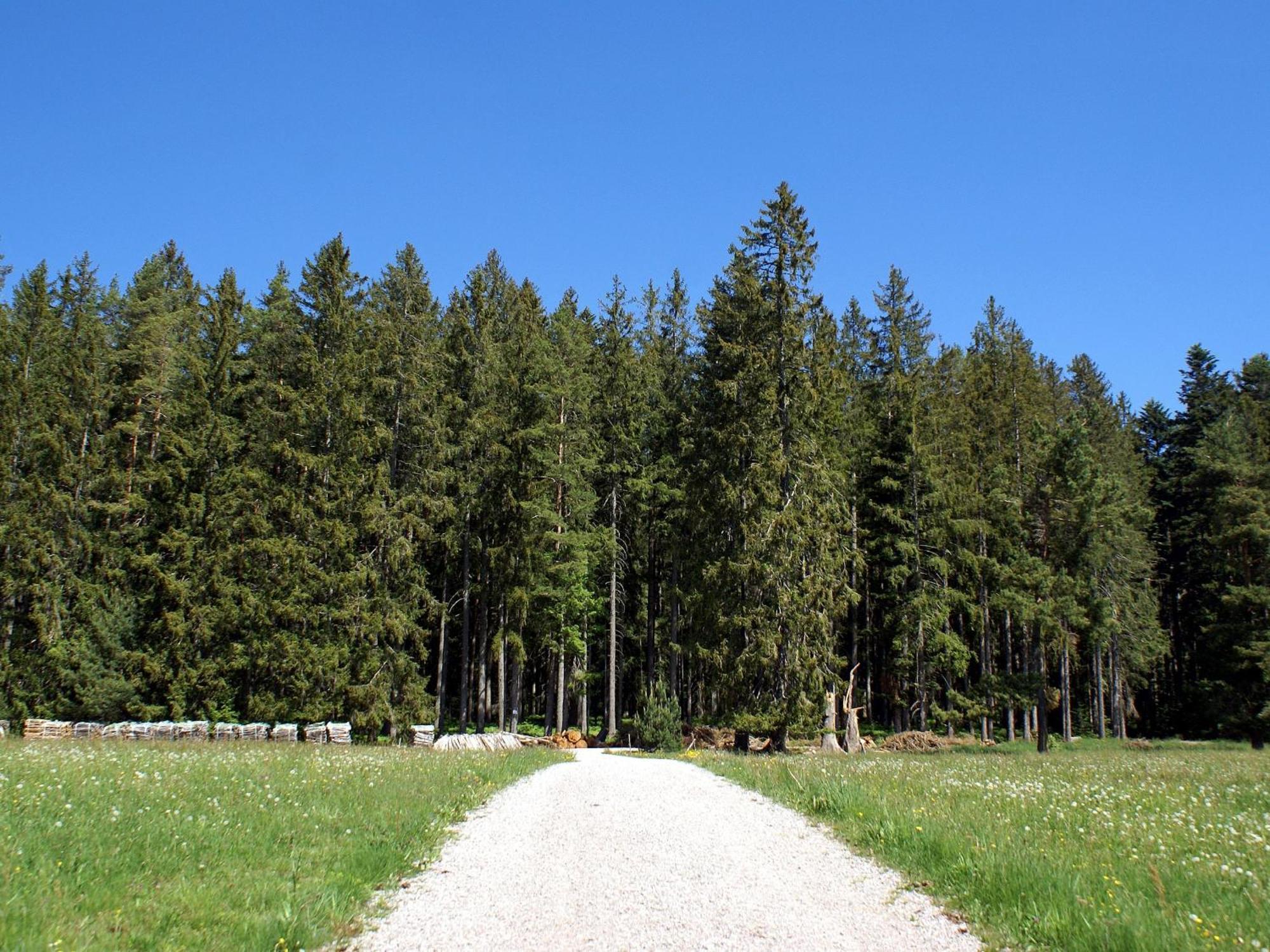 Unter Der Linde